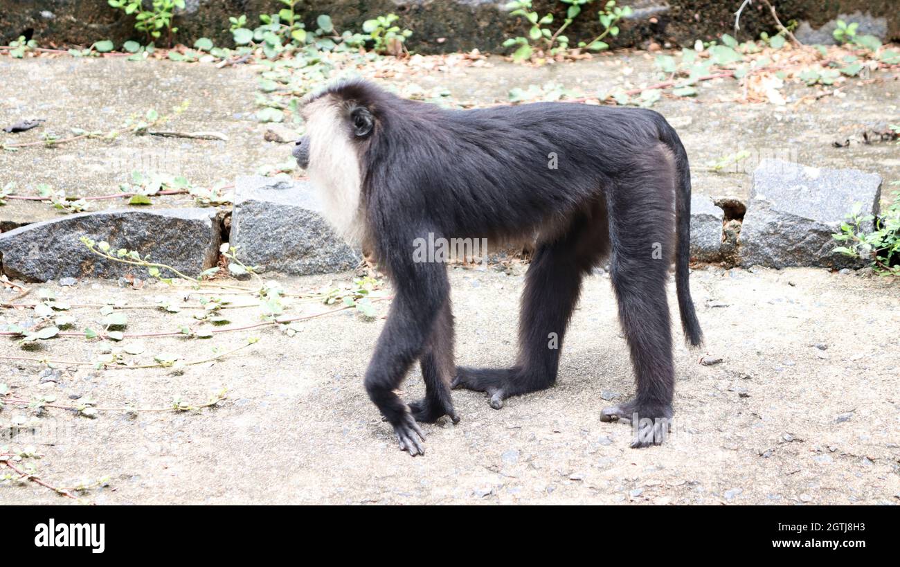 Löwe schwänzt makaken schwarzen Affen Stockfoto