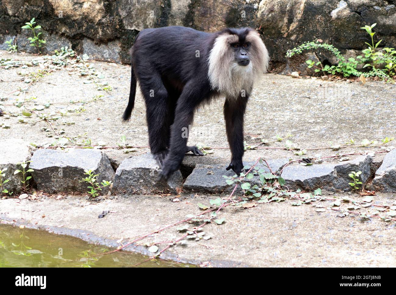 Löwe schwänzt makaken schwarzen Affen Stockfoto