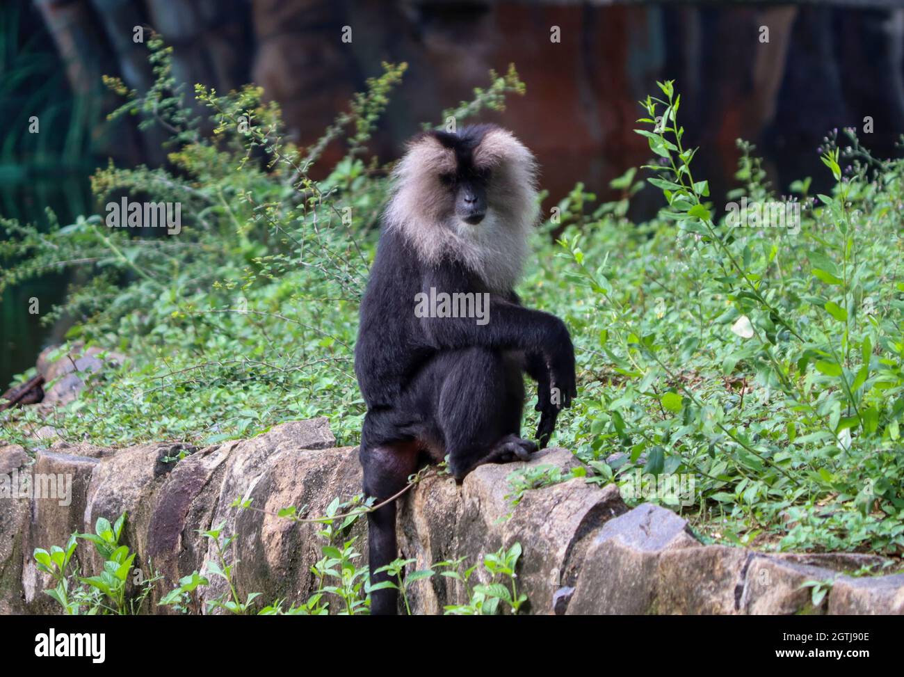 Löwe schwänzt makaken schwarzen Affen Stockfoto