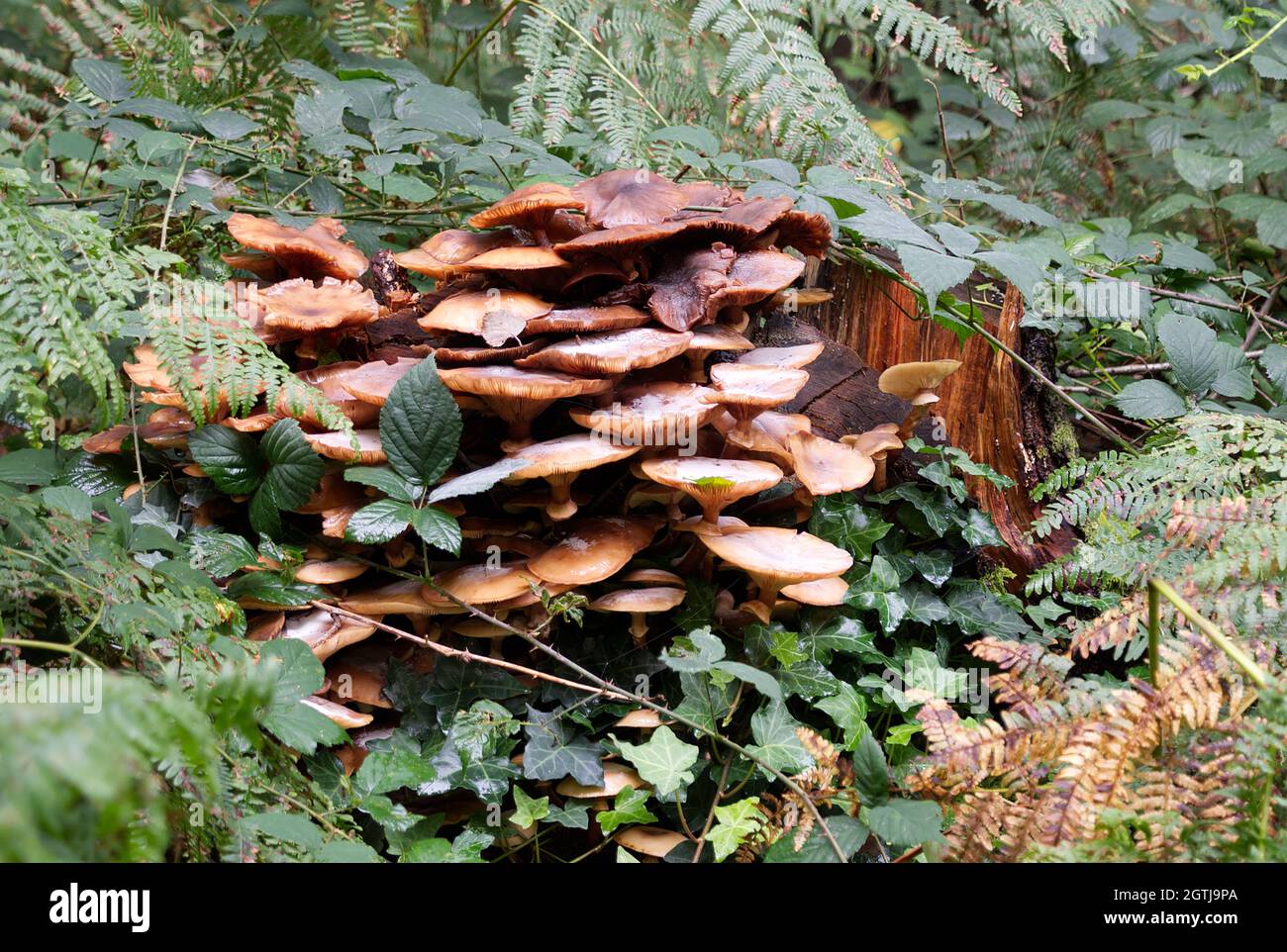 Herbstpilze im Wald Stockfoto