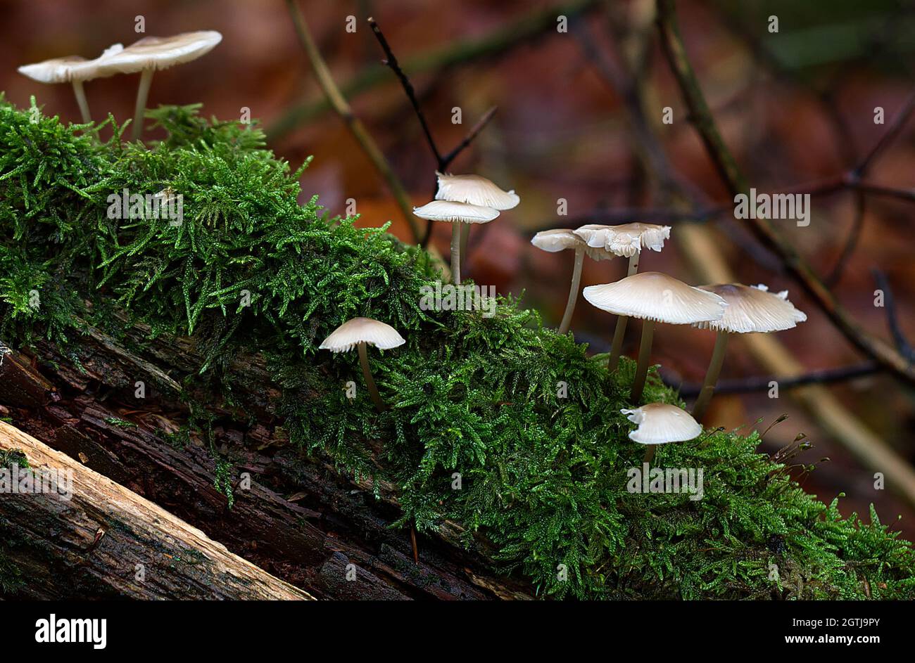 Herbstpilze im Wald Stockfoto