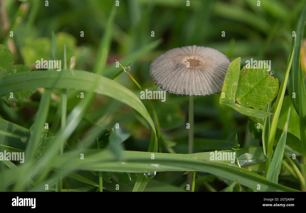 Herbstpilze im Wald Stockfoto