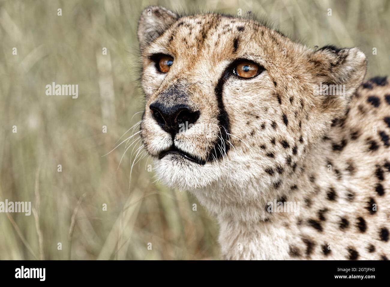 Geparden Tier In Der Wildnis. Sieht Hungrig Aus Nahaufnahme Kopf Namibia Afrika Safari Nahaufnahme Stockfoto