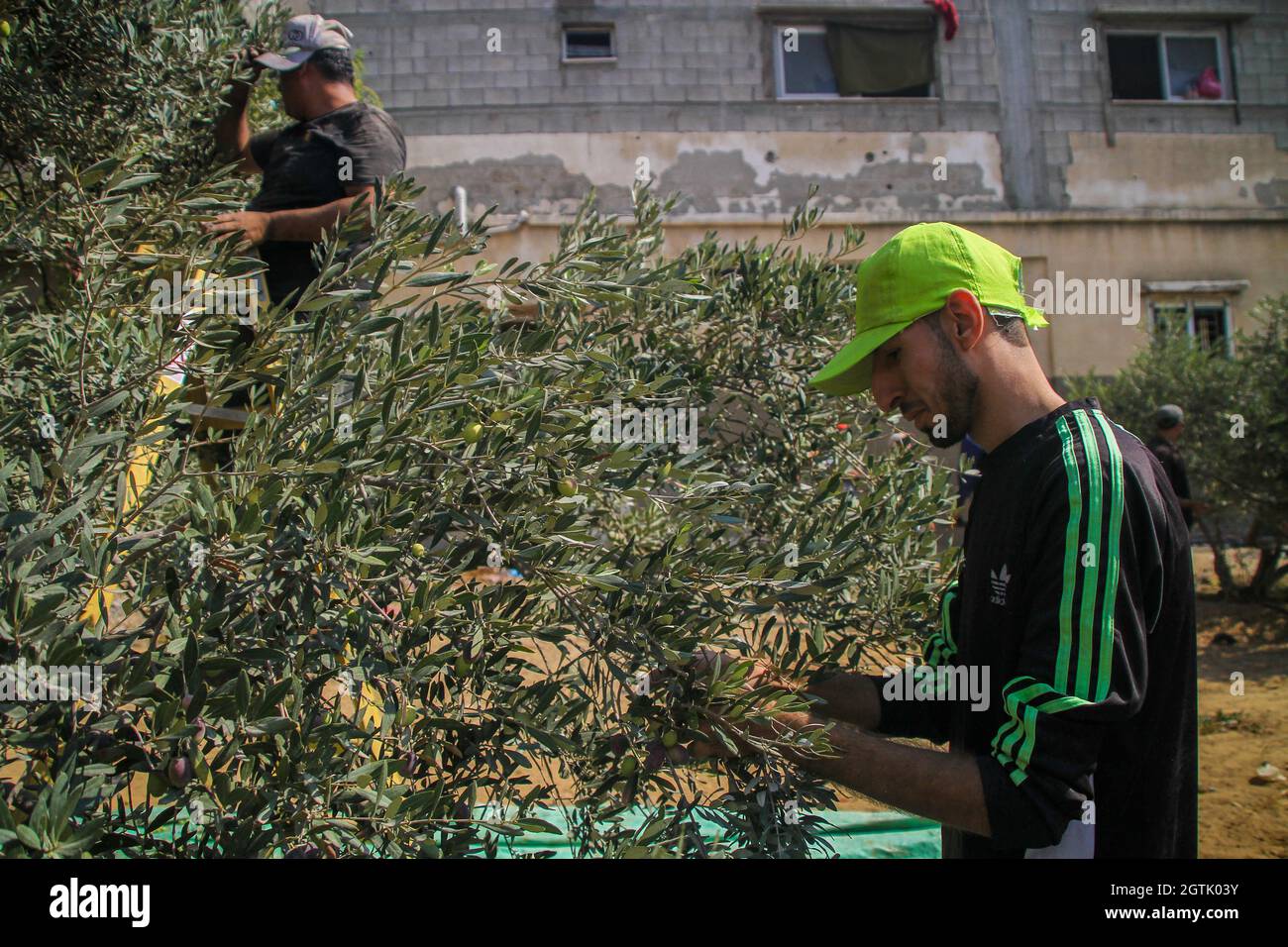 Al-Shujiaia, Gazastreifen, Palästina. Oktober 2021. Gazastreifen, Palästina. 02. Oktober 2021. Palästinensische Bauern ernten Oliven in ihrem Olivenhain im Viertel Al-Shujiaia, östlich von Gaza City. Viele landwirtschaftliche Flächen im Gazastreifen sind mit Olivenbäumen bepflanzt, wobei die Olivenindustrie den Lebensunterhalt vieler palästinensischer Familien sichert. Doch die militärischen Aktivitäten in Gebieten bis zu 1.5 Kilometer vom Grenzzaun mit Israel haben die palästinensischen Bauern daran gehindert, ihre Olivenbäume in der Gegend zu erreichen. Die Versuche der palästinensischen Landwirte, ihre Erzeugnisse zu exportieren, wurden eingeschränkt Stockfoto