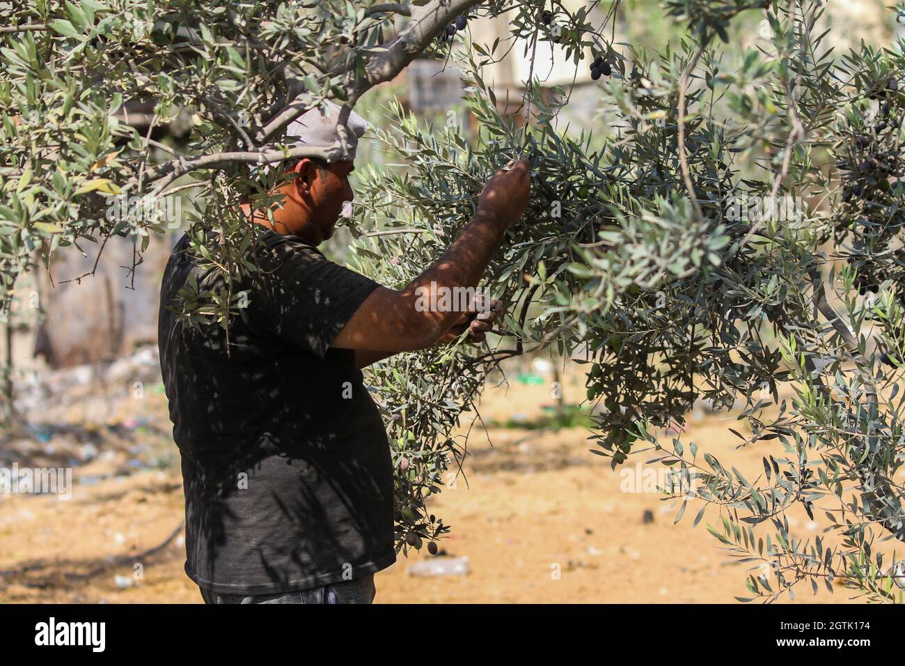 Al-Shujiaia, Gazastreifen, Palästina. Oktober 2021. Gazastreifen, Palästina. 02. Oktober 2021. Palästinensische Bauern ernten Oliven in ihrem Olivenhain im Viertel Al-Shujiaia, östlich von Gaza City. Viele landwirtschaftliche Flächen im Gazastreifen sind mit Olivenbäumen bepflanzt, wobei die Olivenindustrie den Lebensunterhalt vieler palästinensischer Familien sichert. Doch die militärischen Aktivitäten in Gebieten bis zu 1.5 Kilometer vom Grenzzaun mit Israel haben die palästinensischen Bauern daran gehindert, ihre Olivenbäume in der Gegend zu erreichen. Die Versuche der palästinensischen Landwirte, ihre Erzeugnisse zu exportieren, wurden eingeschränkt Stockfoto