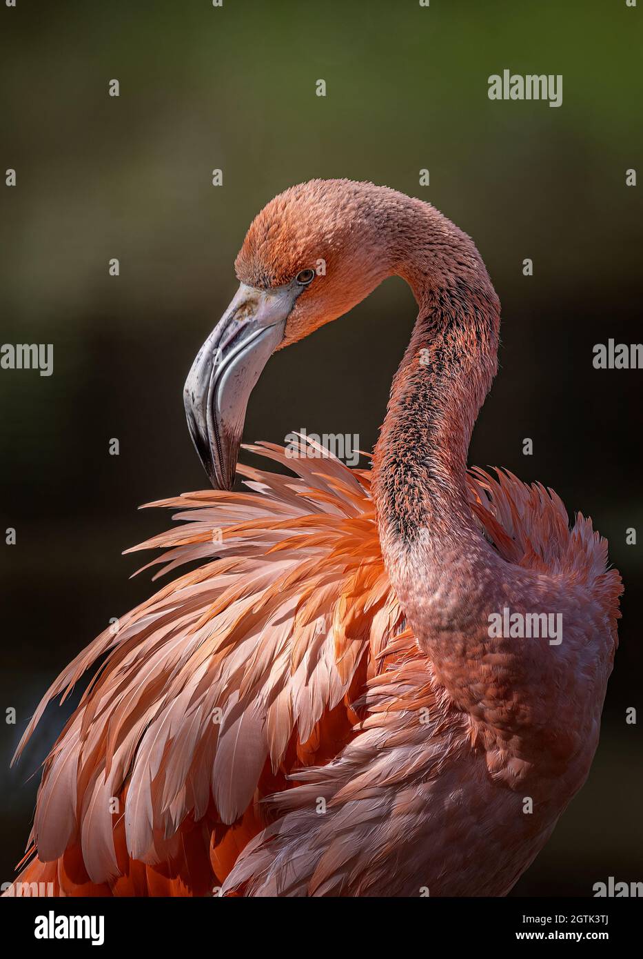 Karibik Flamingo (Phoenicopterus Ruber) Stockfoto