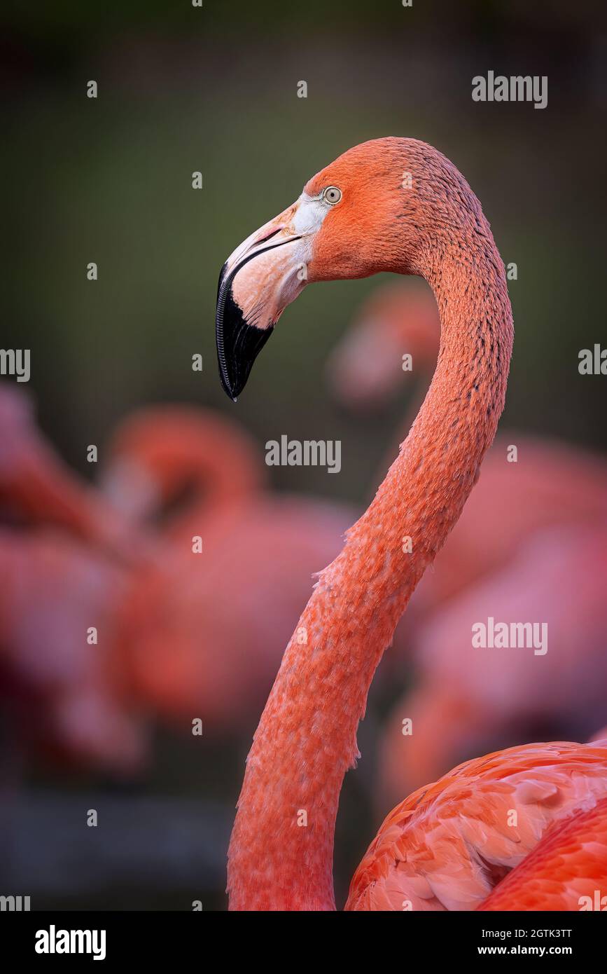 Karibik Flamingo (Phoenicopterus Ruber) Stockfoto