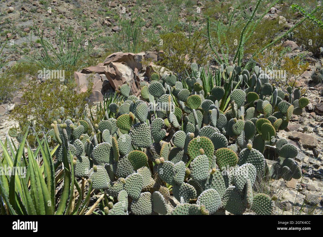 Wild Nopales, Wissenschaftlicher Name Opuntia cacti Stockfoto