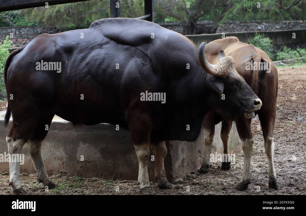 Der muskulöse Bulle, der dies isst, ist Wild Cow Stockfotografie Alamy