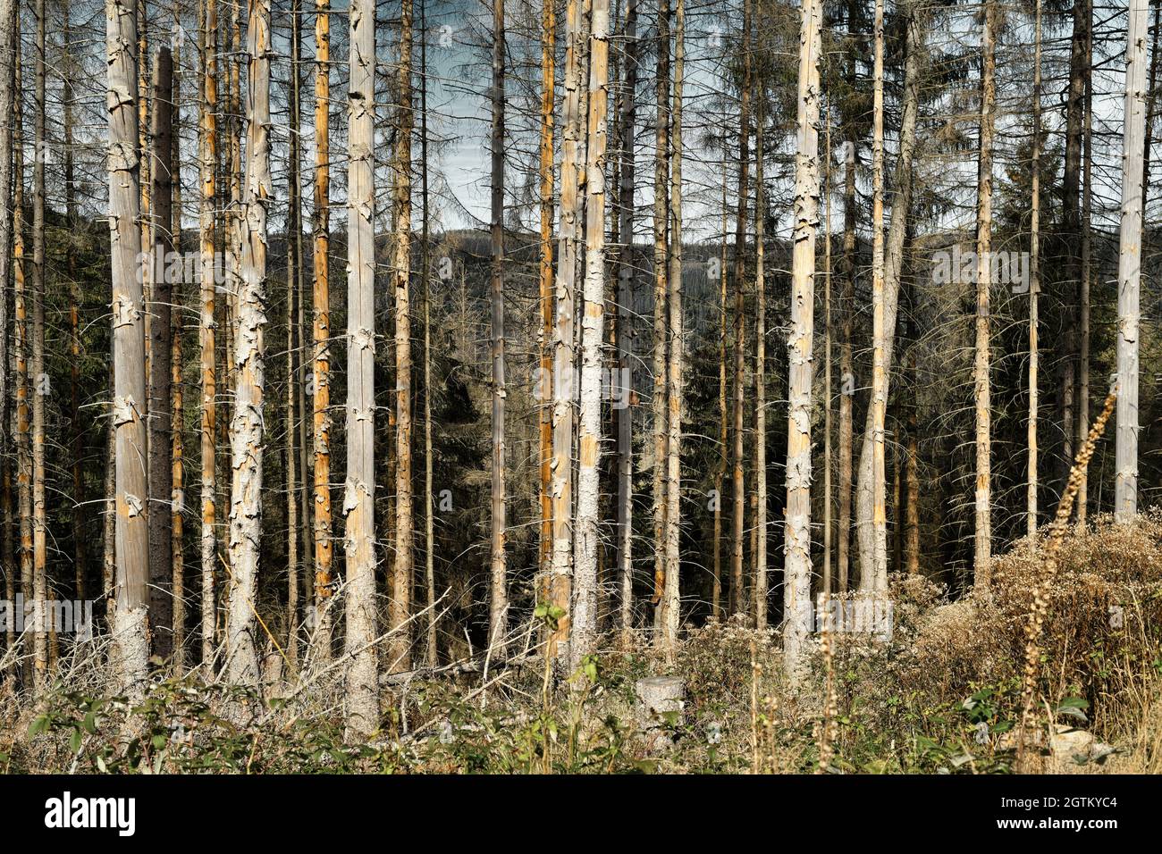 Wald von toten Bäumen. Waldeinschlag im Nationalpark Harz, Deutschland. Absterbende Fichten, Dürre und Rindenkäfer-Befall, Herbst 2021. Stockfoto