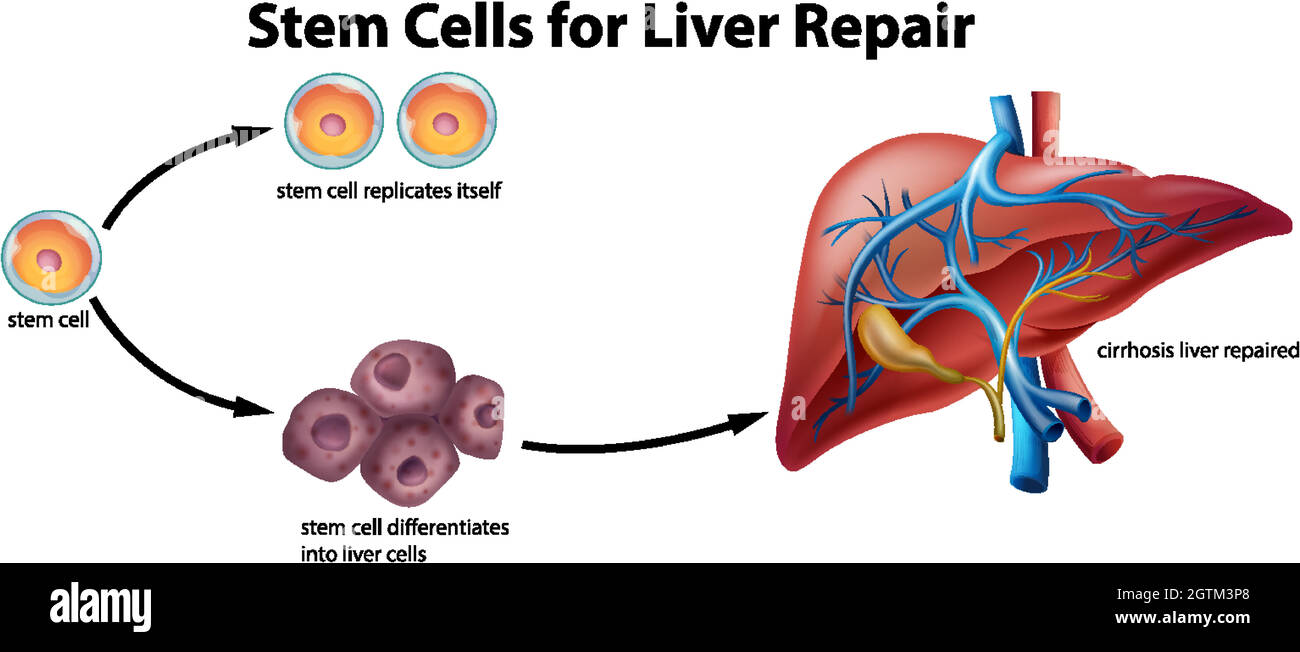 Stammzellen für die Leberreparatur Stock Vektor