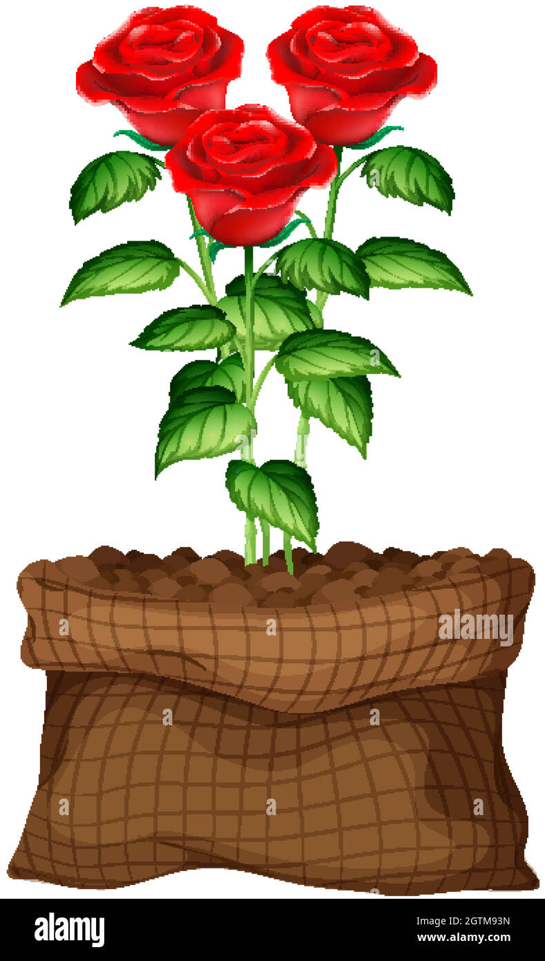 Rote Rosen wachsen in einer braunen Tasche auf weißem Hintergrund Stock Vektor