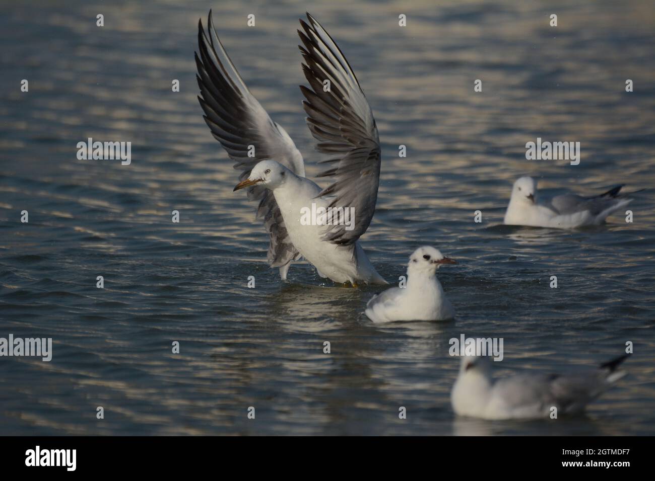 Vogel Stockfoto