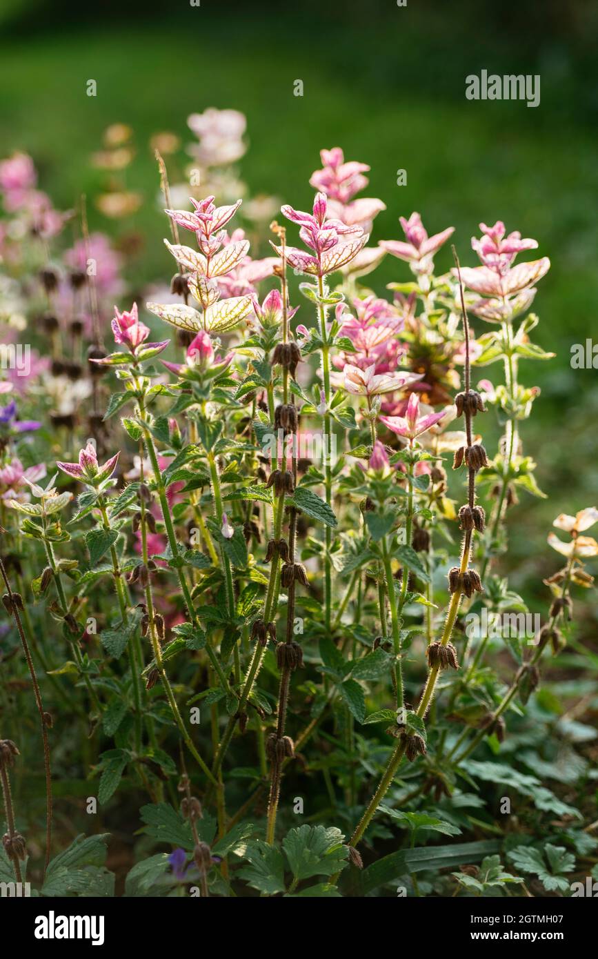 In der Abendsonne rosa gefärbter Salvia viridis. Stockfoto
