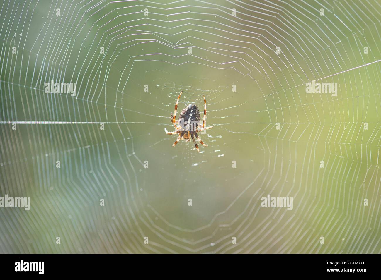 Europäische Gartenspinne (Araneus diadematus) im Netz. Die Art ist auch als Diadem-Spinne, Orangie, Kreuzspinne und gekrönter Orbis-Weber bekannt Stockfoto