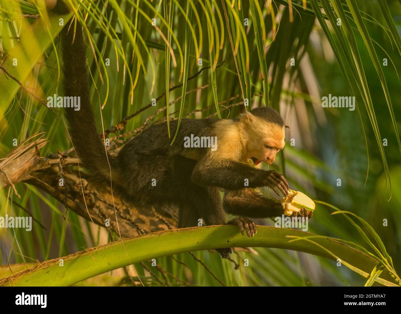 Weißkopfkaputschin (Cebus capucinus), auch bekannt als Weißkopfkaputschin oder Weißkehlkaputschin, der in einer Palme in Costa Rica ernährt wird Stockfoto