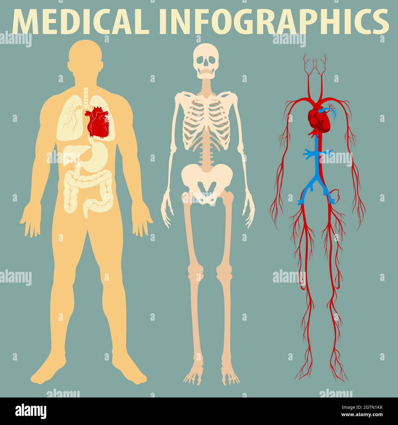 Medizinische Infografik des menschlichen Körpers Stock Vektor