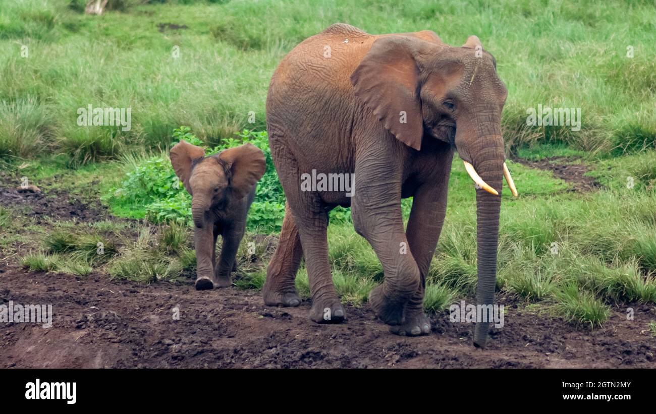 Ein junges Kalb folgt einer großen Elefantenkuh am Ark Waterhole im Aberdare National Park in Kenia Stockfoto