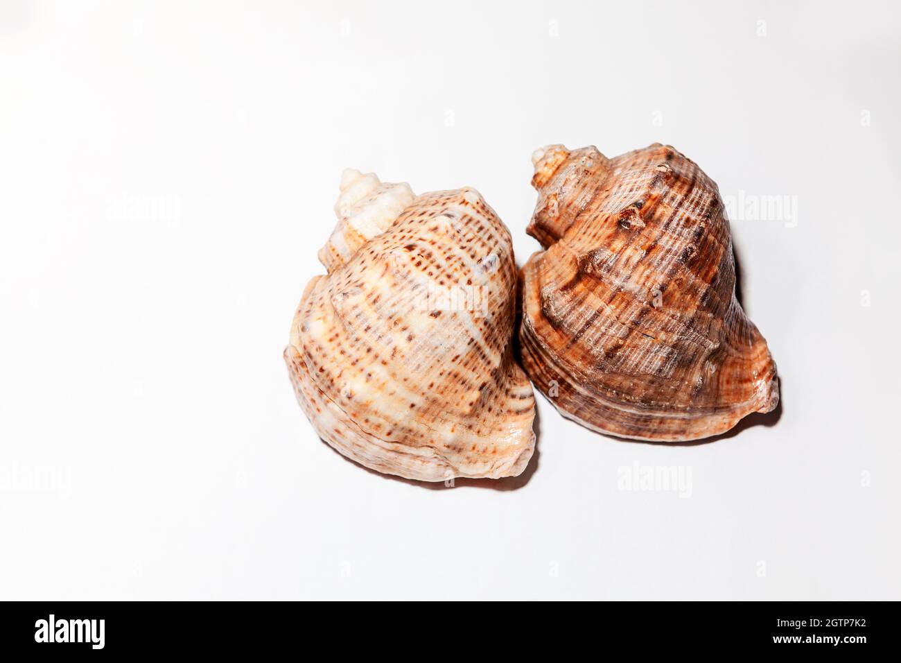 Rapana Venosa auf weißem Hintergrund. Studioaufnahme . Aderwal Rapa Welk, Seeschnecke Stockfoto