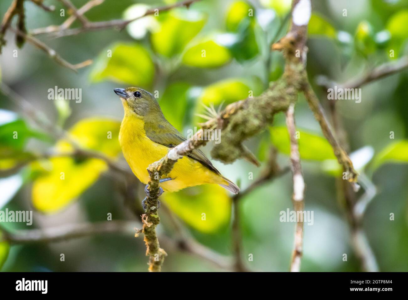 Ein kleines Weibchen, violaceous euphonia (euphonia violacea), das in einem Baum im Regenwald steht Stockfoto