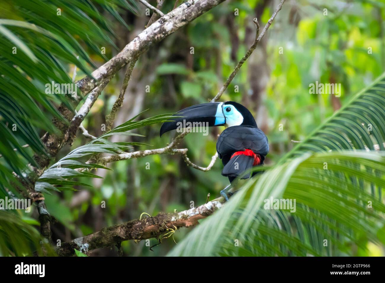 Ein vom Ärmelkanal abgelagerter Toucan, der im Regenwald auf der tropischen Insel Trinidad, Westindien, unter Palmen steht. Stockfoto