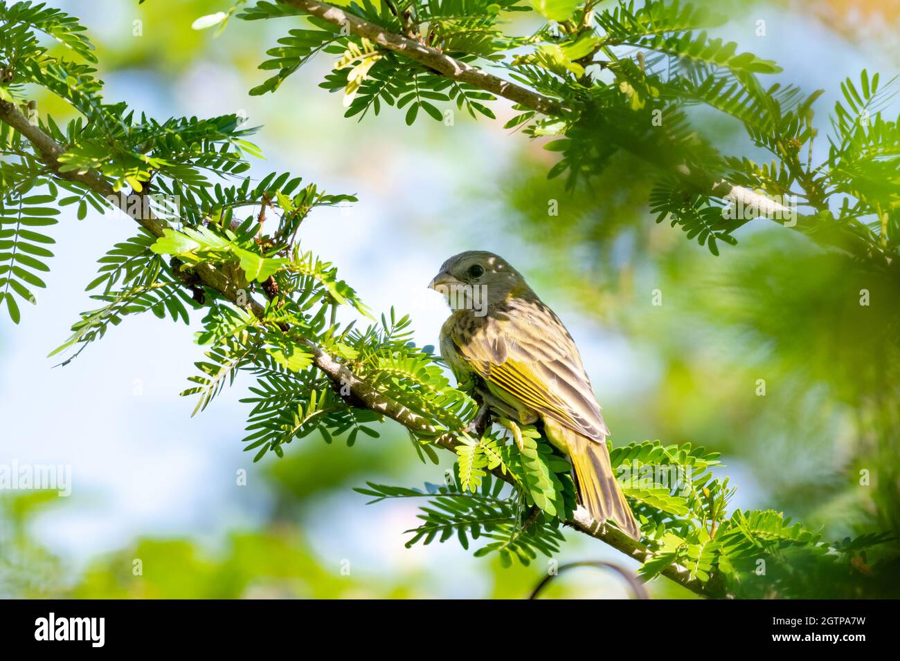 Weiblicher Safranfinch, Sicalis flaveola, der in einem Calliandra-Baum mit verschwommenem Hintergrund im Arima-Tal, Trinidad, stert. Stockfoto