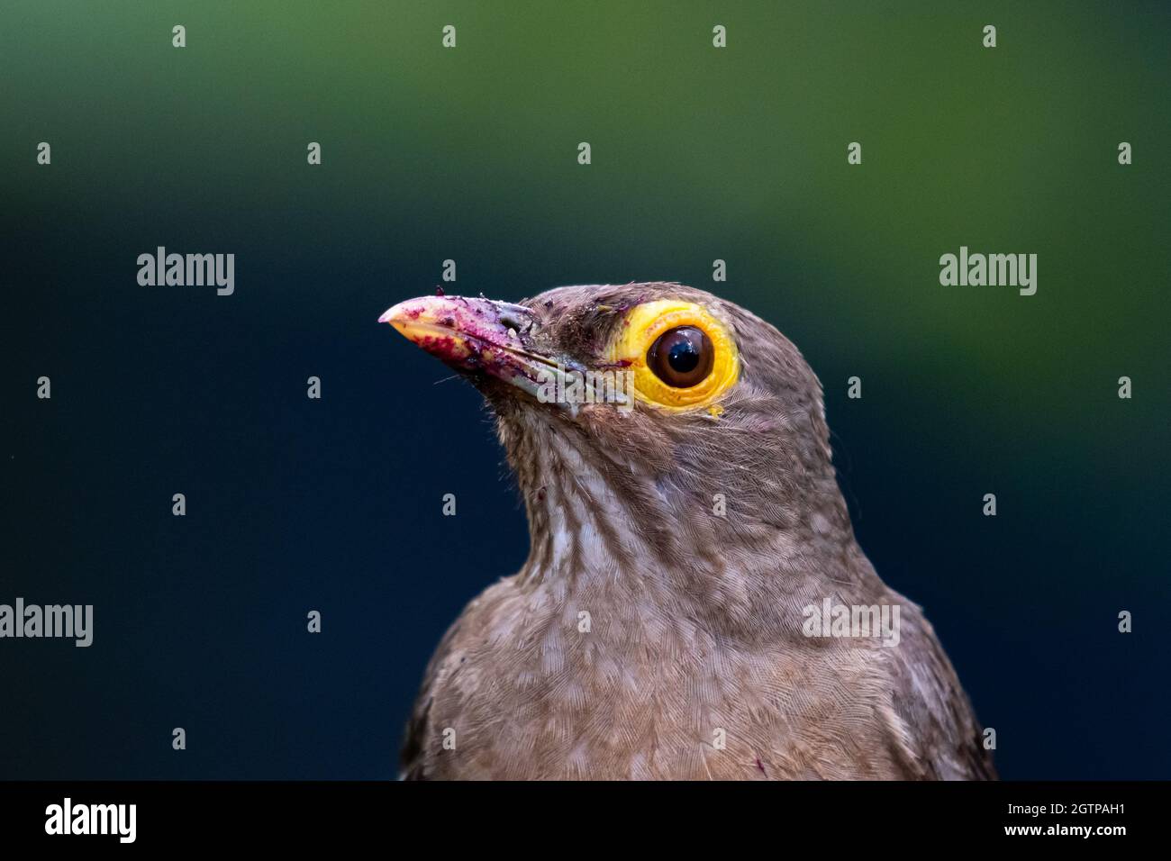 Ein Kopfschuss eines Spectacled Thrush mit einem schmutzigen Schnabel und einem glatten grünen Hintergrund. Stockfoto