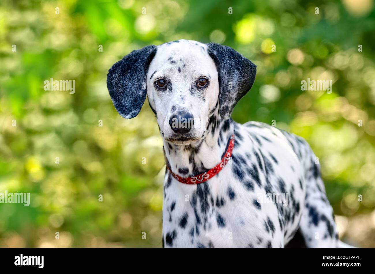Ein Dalmatiner Hund mit starrt auf die Kamera mit Einem weichen grünen Natur Outdoor Hintergrund Stockfoto
