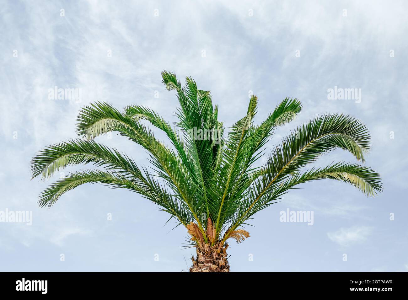 Palmenblätter auf blauem Himmel Hintergrund Stockfoto