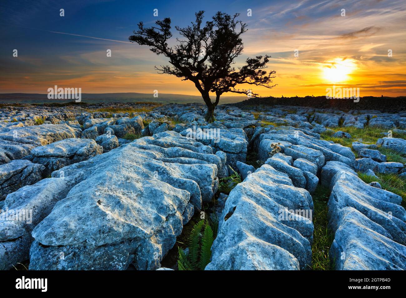 Lone Tree wächst auf Kalksteinpflaster bei Sunset, Twisleton Scar, Ingleton, Yorkshire Dales, England, VEREINIGTES KÖNIGREICH. Stockfoto