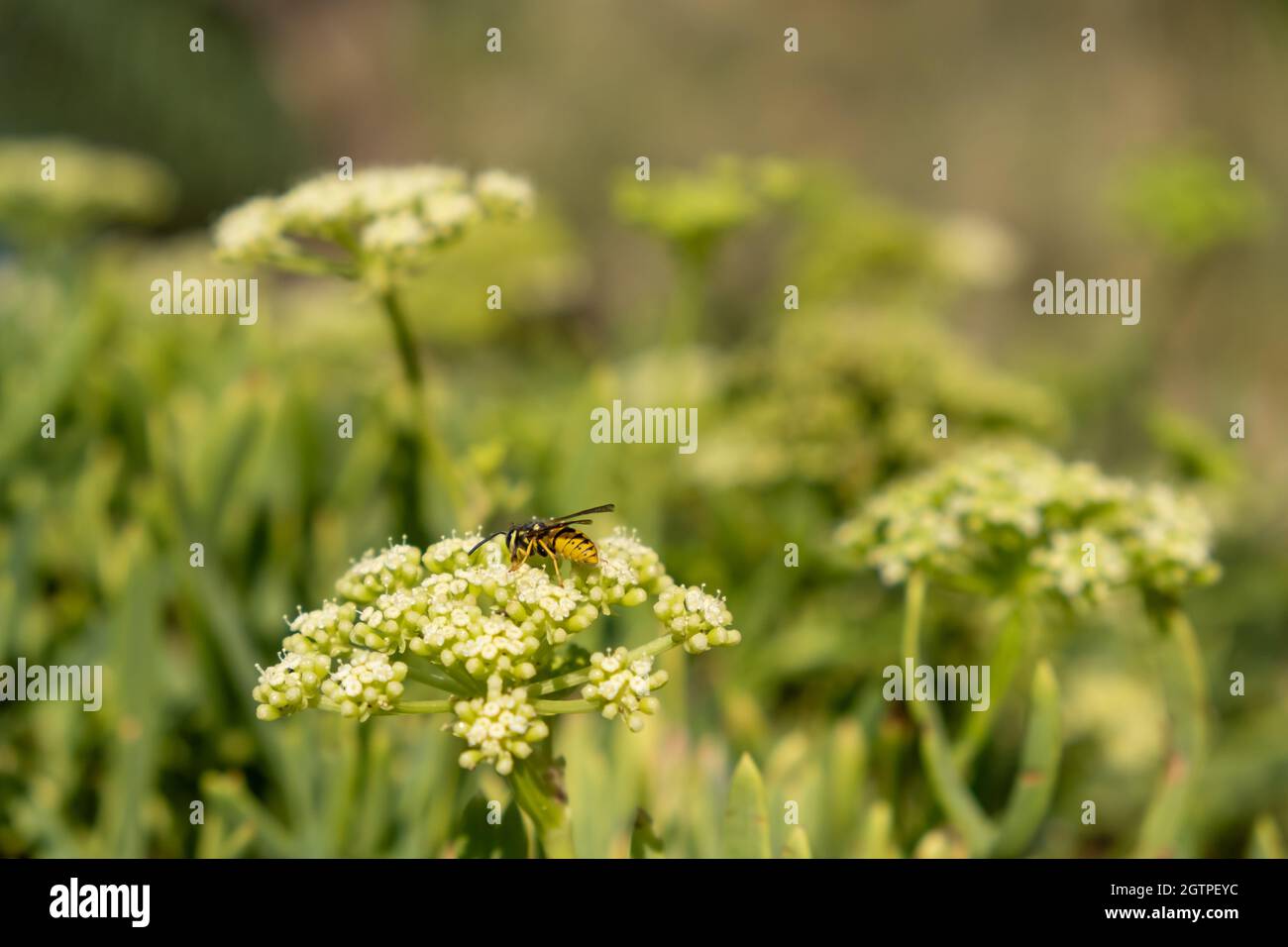 Wilde Honigbiene auf blühendem Seefennel oder crithmum oder Felssamphirie, Nahaufnahme. Biene sammelt Pollen aus der Blume. Bestäubung, Nektar sammeln Stockfoto