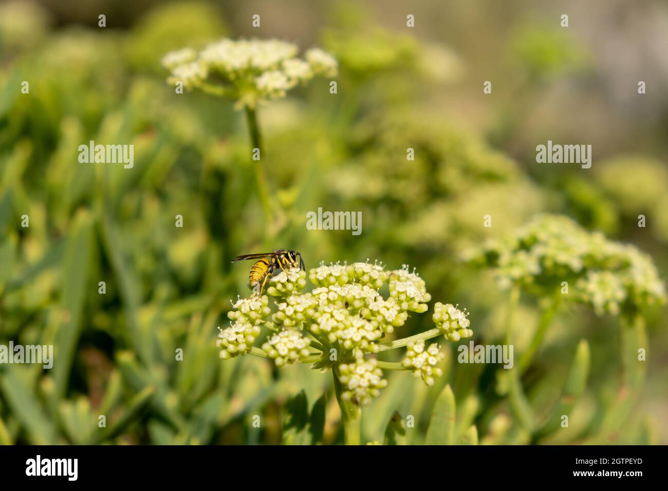 Biene sammelt Pollen aus der Blume. Honigbiene auf blühendem Seefennel oder crithmum oder Felssamphirie, Nahaufnahme. Bestäubung, Nektar sammelt ein Stockfoto