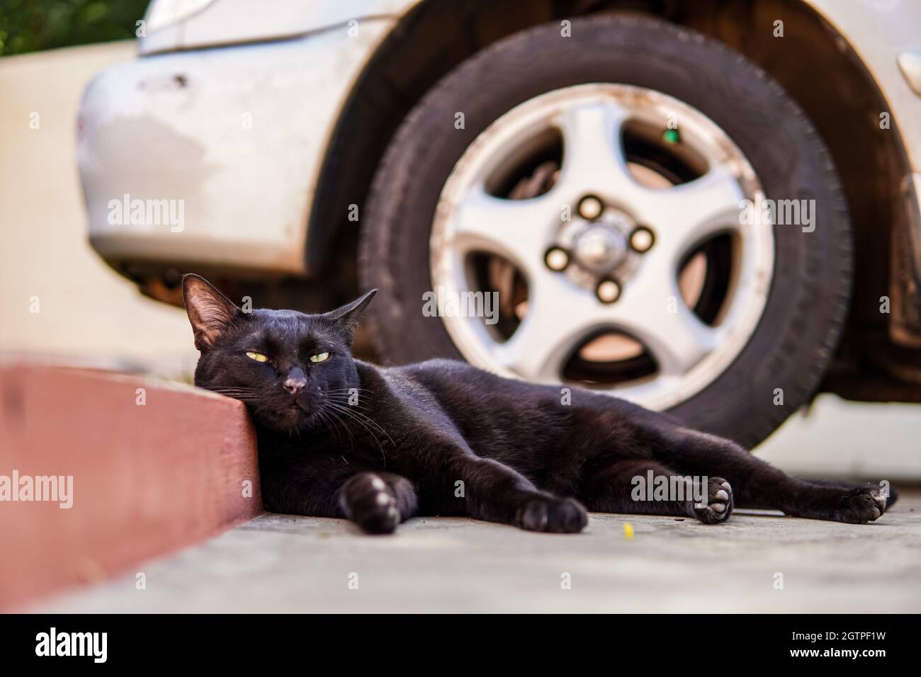 Katze liegt auf der seite Fotos und Bildmaterial in hoher Auflösung