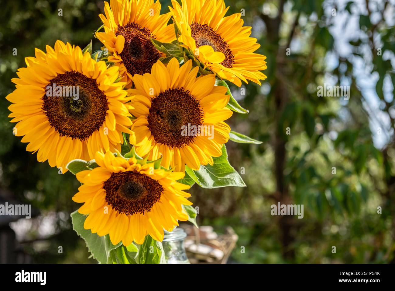 Sonnenblumen oder helianthus annuus, leuchtend gelbe Farbe frischer Blumenstrauß auf grünem Naturhintergrund, Raum, Kartenvorlage. Gewöhnliche Sonnenblume, Herbst Stockfoto