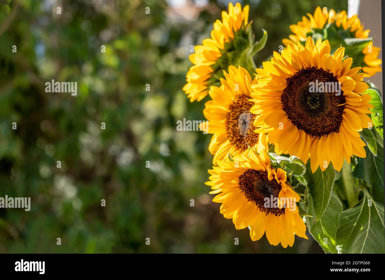 Sonnenblumen Haufen auf grünen Natur Hintergrund, Raum, Karte Vorlage. Helianthus annuus, gewöhnliche Sonnenblume leuchtend gelbe Farbe Herbstblühende Pflanze Stockfoto