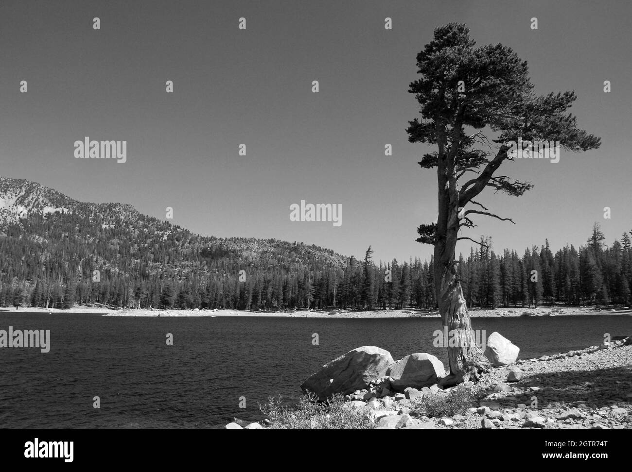 Windswept Tree at Horseshoe Lake, Mammoth Lakes, California, USA (monochrom) Stockfoto