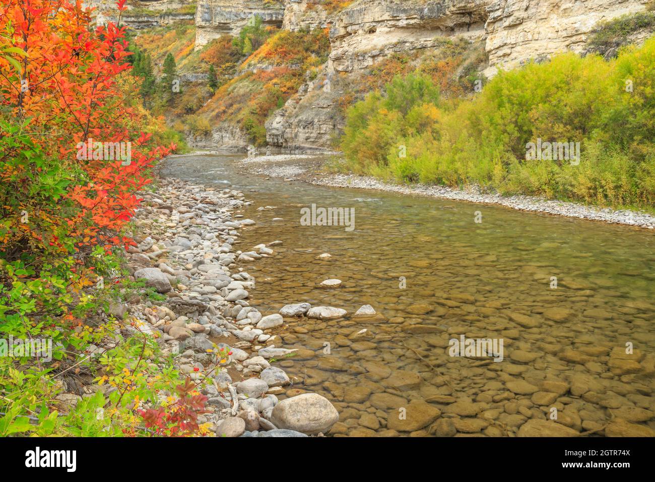 Kalksteinschlucht und Herbstfarben entlang des Belt Creek im Sluice Boxes State Park in der Nähe von Monarch, montana Stockfoto