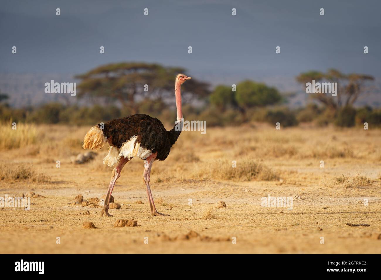Strauß - Struthio camelus ist eine Art von flugunfreien Vogel, der in großen Gebieten Afrikas beheimatet ist, der größte lebende Vogel, lange, kräftige rote Beine, LON Stockfoto