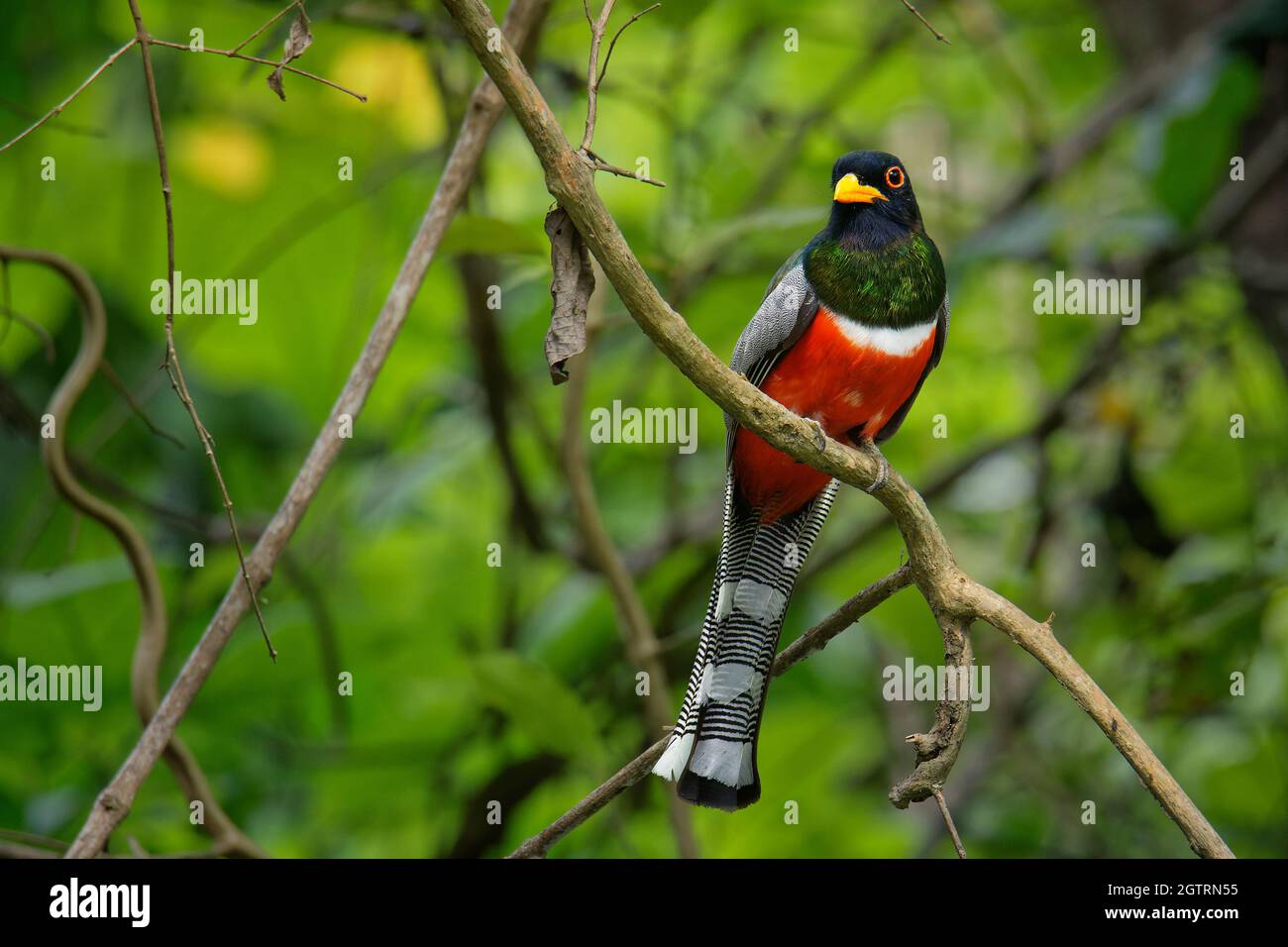 Elegante Trogon - Trogon-Elegane genannt kupferschwanz., Vogel von  Guatemala im Süden so weit nördlich wie New Mexico, rot schwarz und grün  Vogel Stockfotografie - Alamy