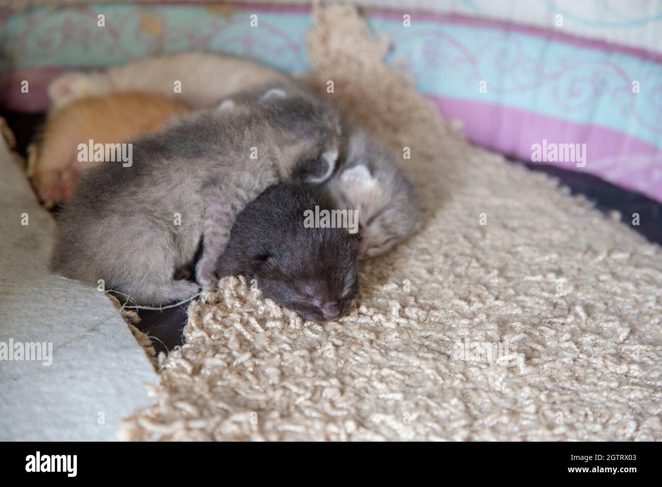 gary neugeborene Kätzchen schlafen auf dem Bett Stockfoto