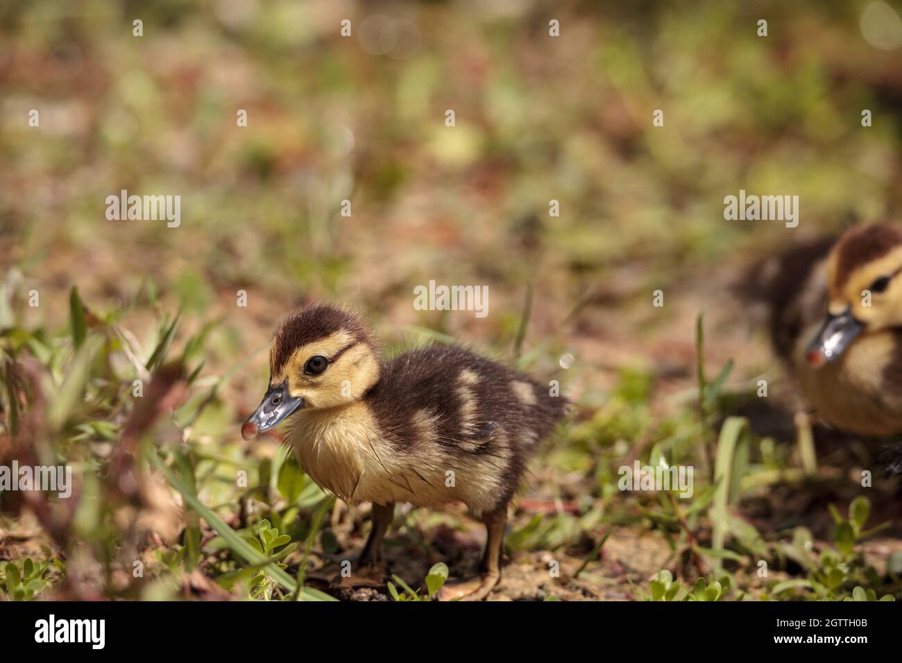 Little Brown Baby Muscovy Ducklings Cairina Moschata scharen sich in Einem Teich in Naples, Florida Stockfoto