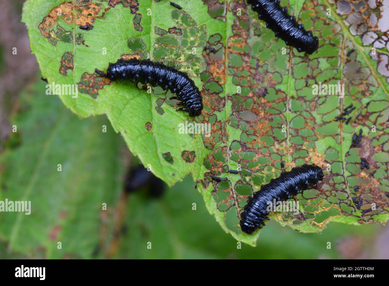 Erlenblattkäfer 'Agelastica alni', Larven bilden eine feine Schnürung, die von Alnus glutinosa' aus Erlenblättern am Ufer eines Baches in Somerset, Großbritannien, ernährt wird. Stockfoto