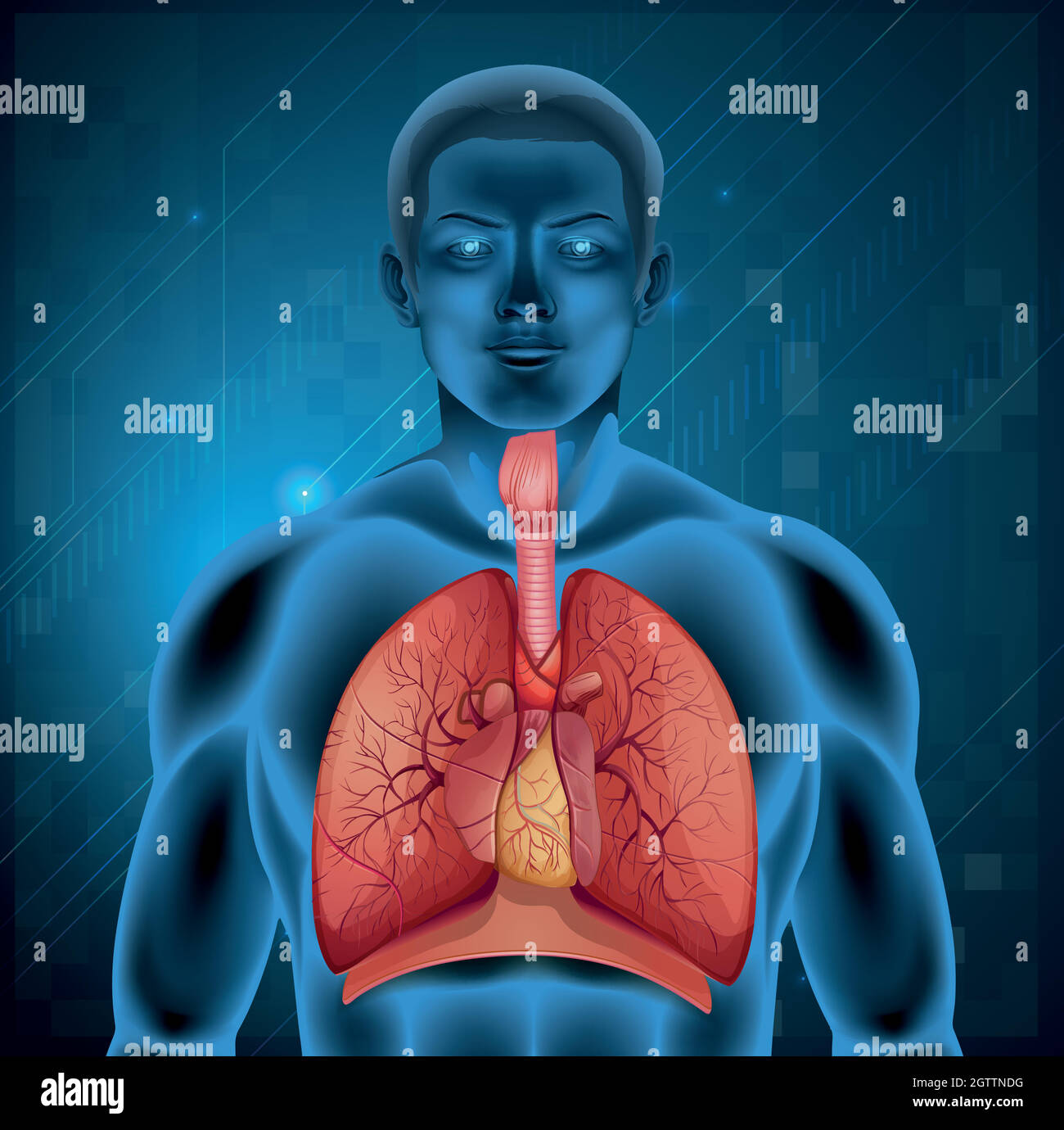 Menschliches Atmungssystem Stock Vektor