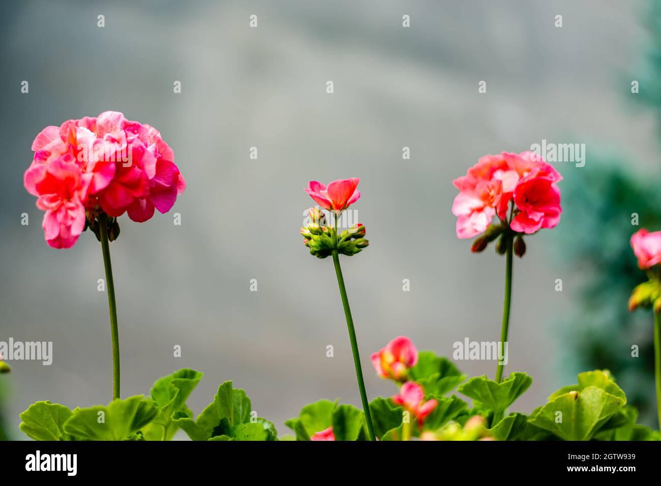 Geranie Blüte Stockfoto