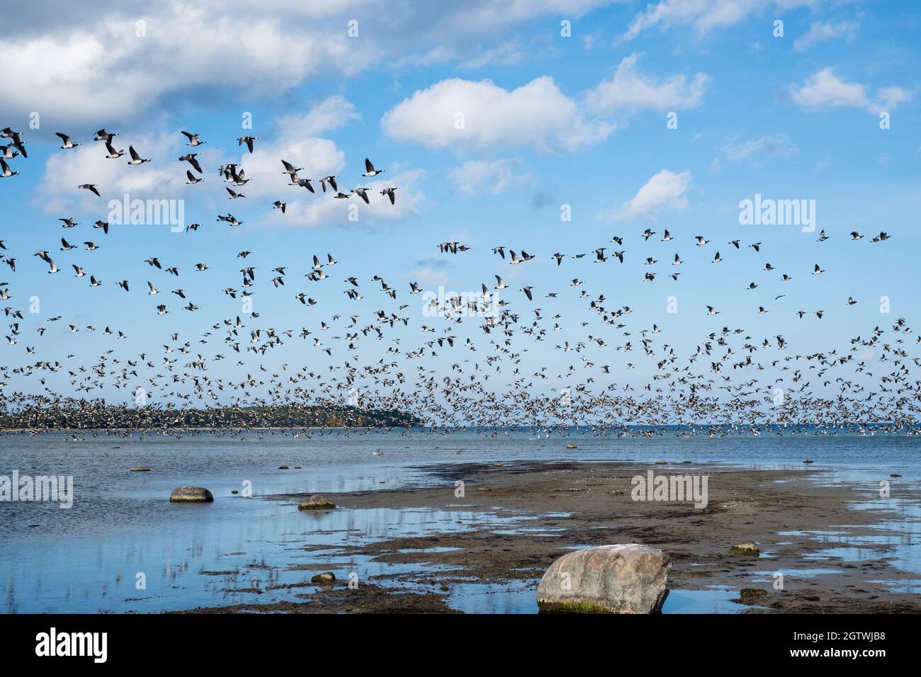 Riesige Entenschwärme vor der Vogelzugsaison in Nordeuropa. Im Herbst fliegen Enten über das Meer. Stockfoto