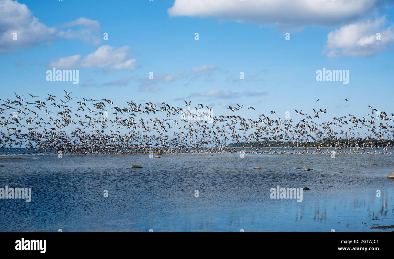 Riesige Entenschwärme vor der Vogelzugsaison in Nordeuropa. Im Herbst fliegen Enten über das Meer. Stockfoto
