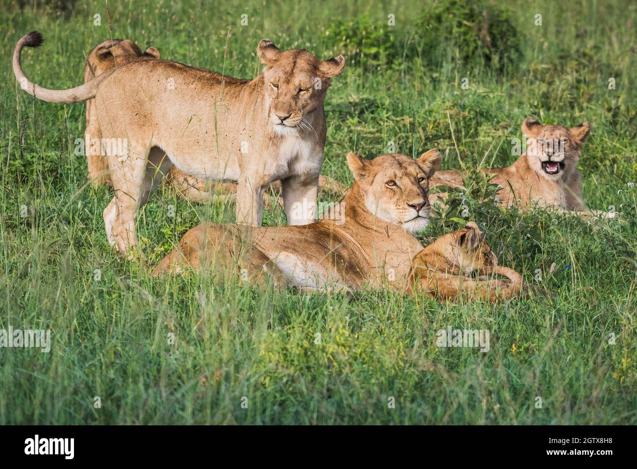Packung Löwen, Die Sich Auf Gras Entspannen Stockfoto