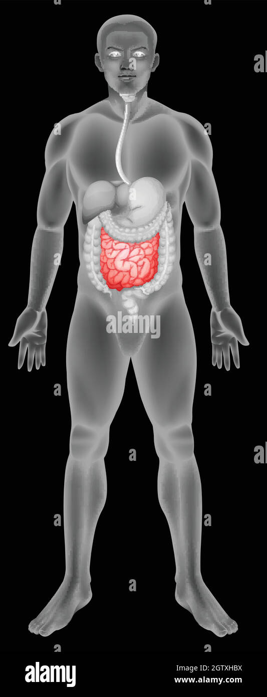 Anatomie des Dünndarms Stock Vektor