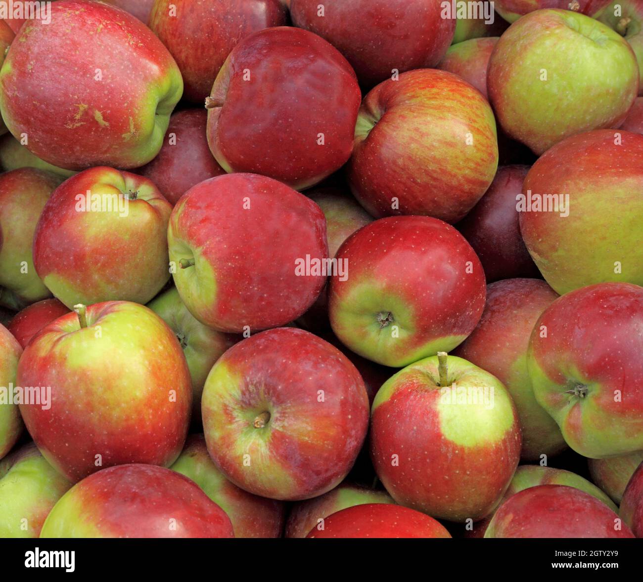 Apple "EPICURE", Äpfel, Äpfel, Malus Domestica, gesunde Ernährung Stockfoto