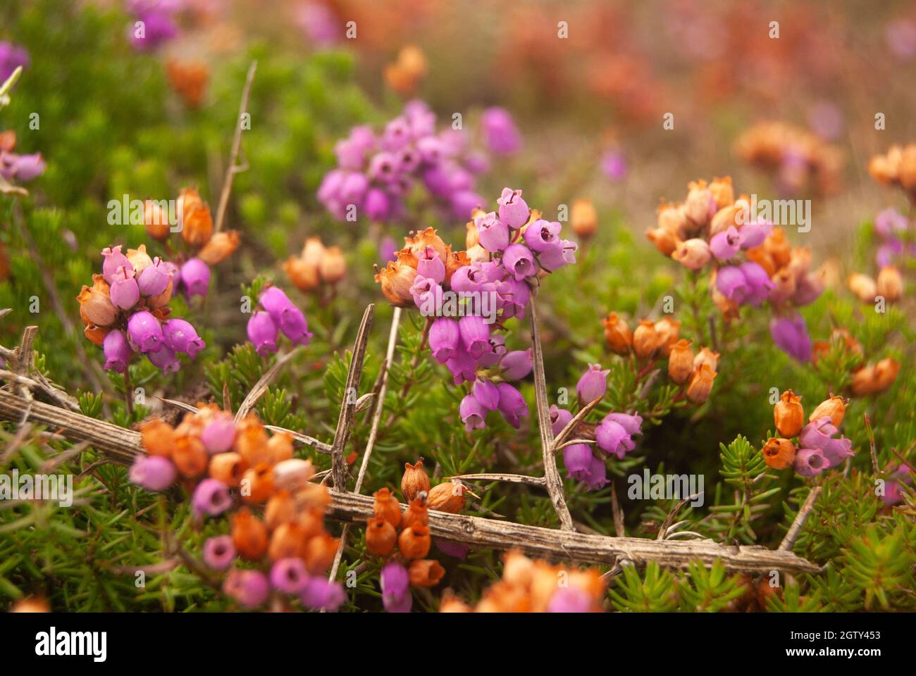 Heidekraut blüht im Herbst in der saisonalen Atmosphäre der sterbenden Natur - Selective Focus, Macro, Calluna vulgaris Stockfoto